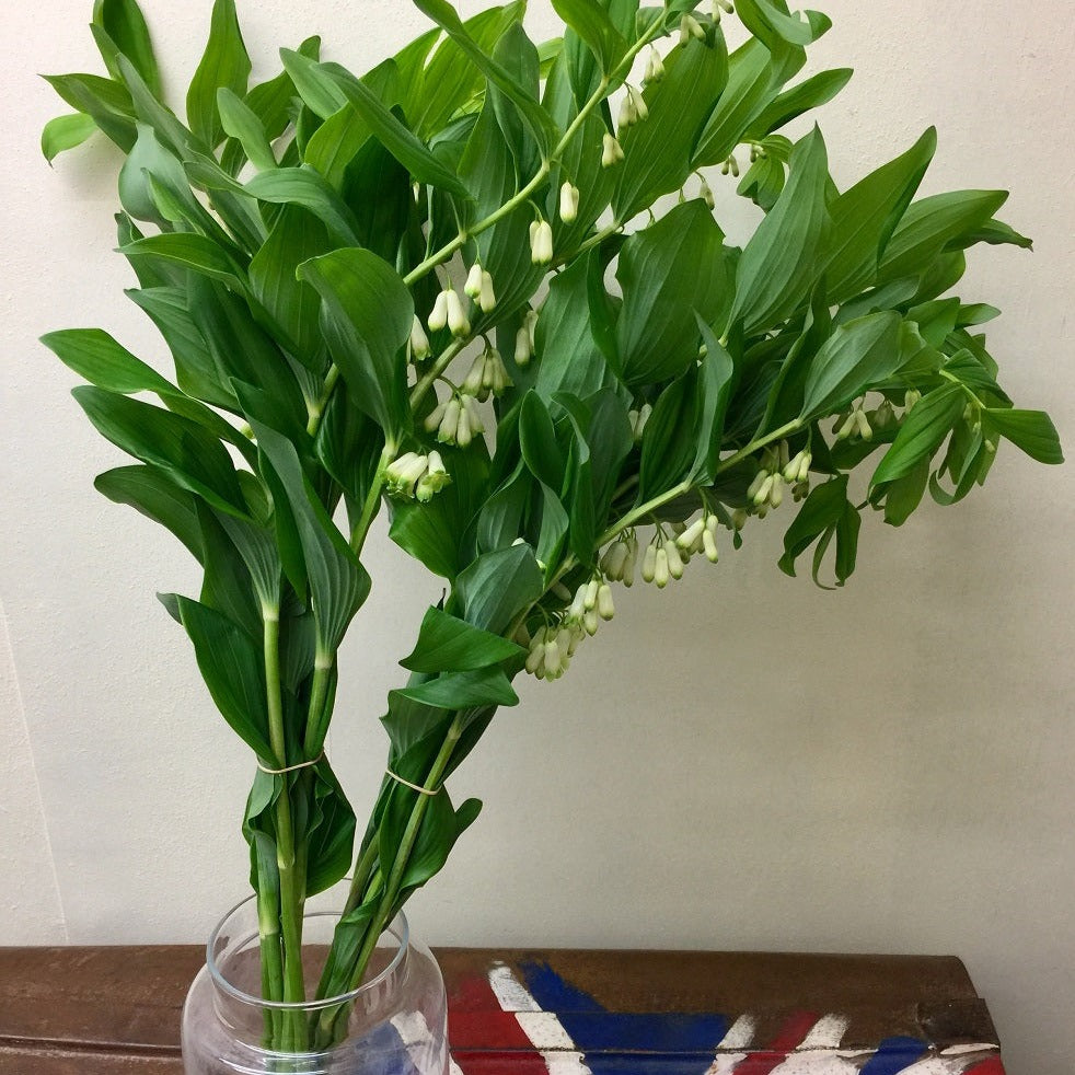 solomon's seal florist UK 