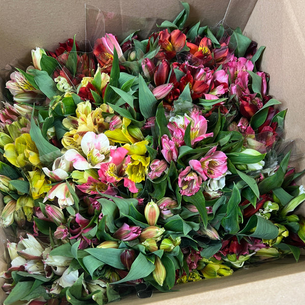 FARM SHOP FLOWERS -Alstro POSY Bunches 12x £1.85 bunch