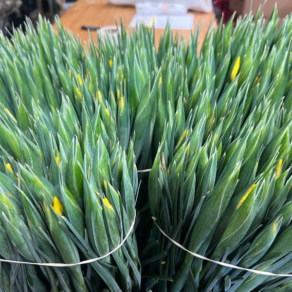 wholesale bulk offer yellow iris 