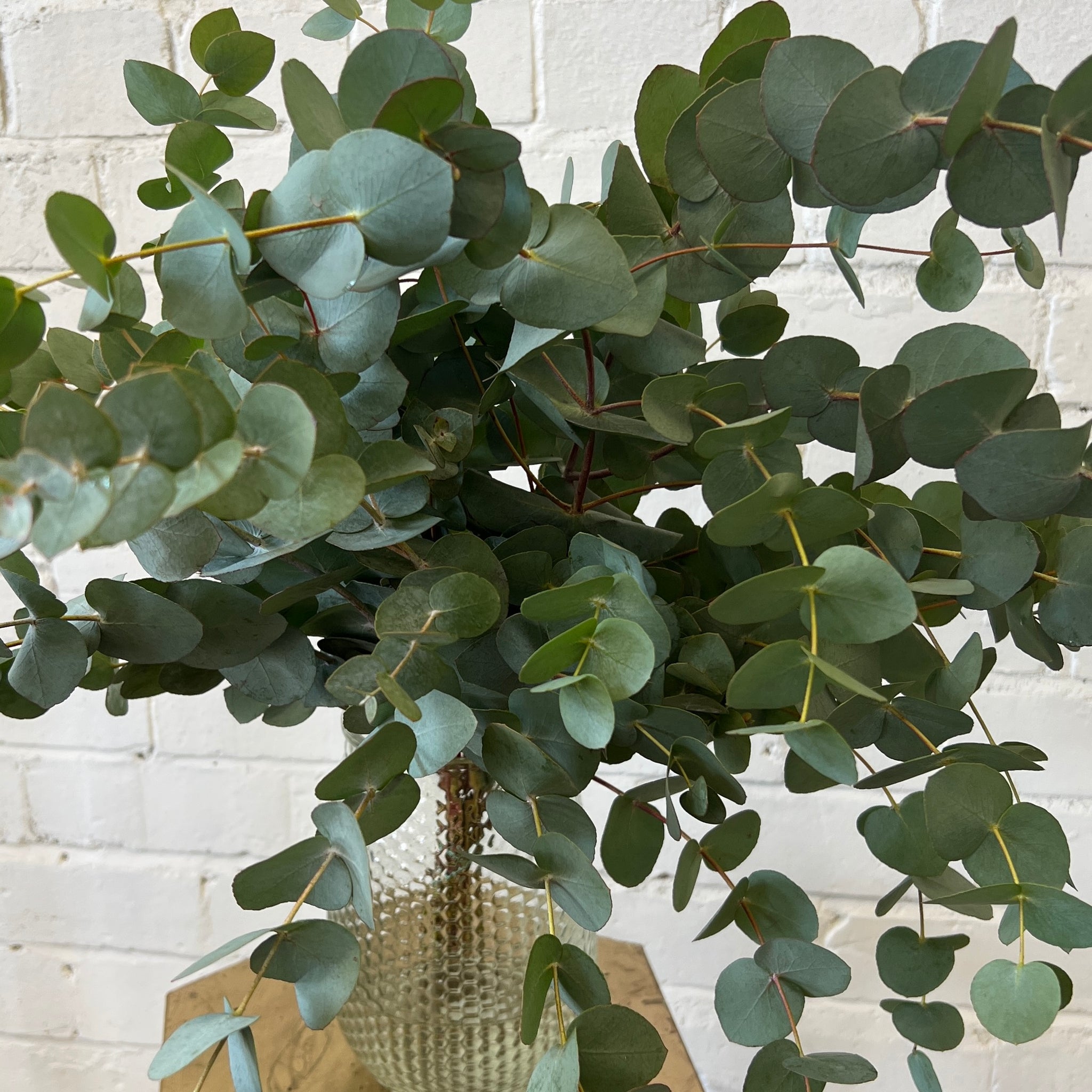 IMPORT - 300gm Eucalyptus Cinerea