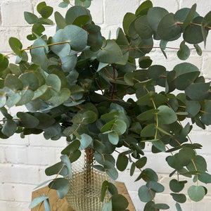 IMPORT - 1.5kg Eucalyptus Cinerea - wholesale bundle 5 x 300gm