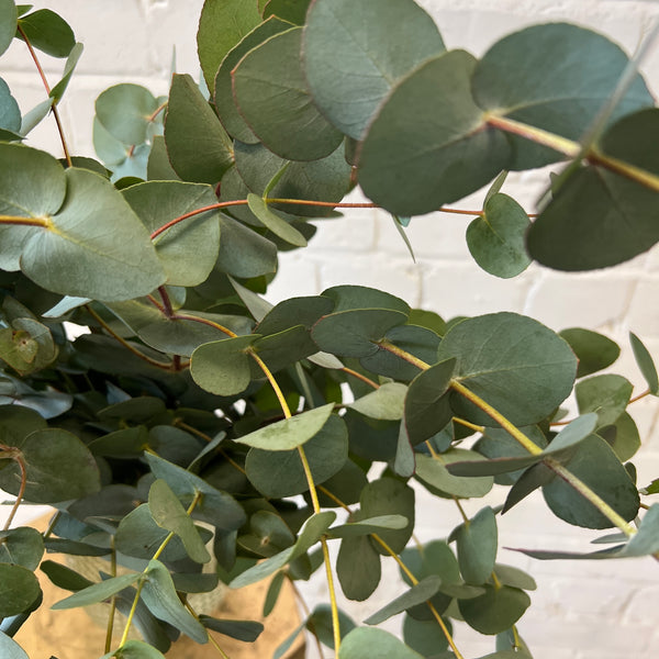IMPORT - 1.5kg Eucalyptus Cinerea - wholesale bundle 5 x 300gm