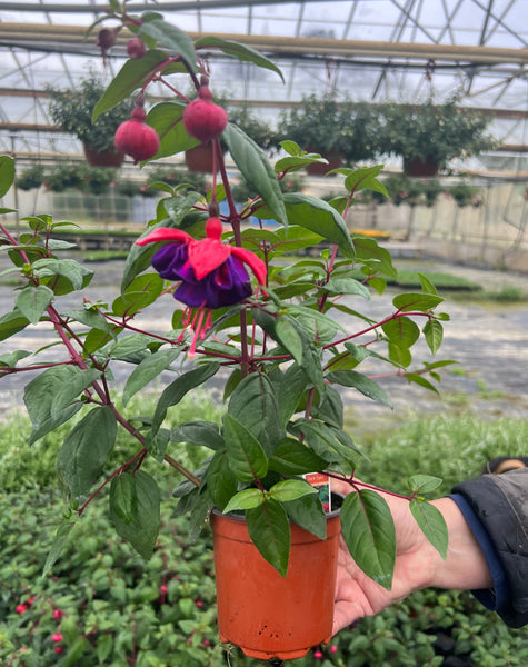 PLANT - Fuchsia 10.5cm 15 per Tray (£1.64/pot)