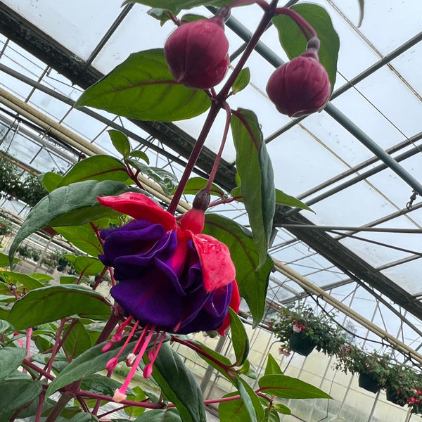 PLANT - Fuchsia 10.5cm 15 per Tray (£1.64/pot)