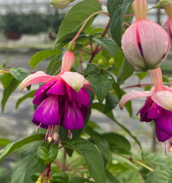 PLANT - Fuchsia 10.5cm 15 per Tray (£1.64/pot)