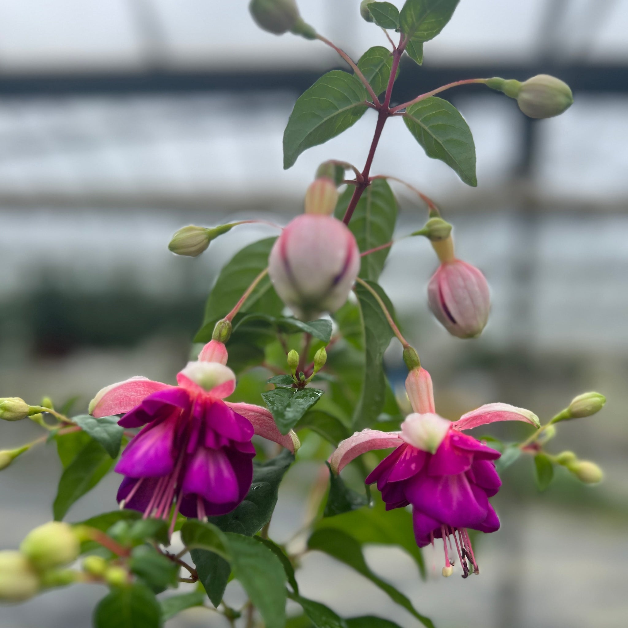 PLANT - Fuchsia 10.5cm 15 per Tray (£1.64/pot)