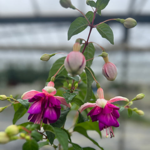 PLANT - Fuchsia 10.5cm 15 per Tray (£1.64/pot)