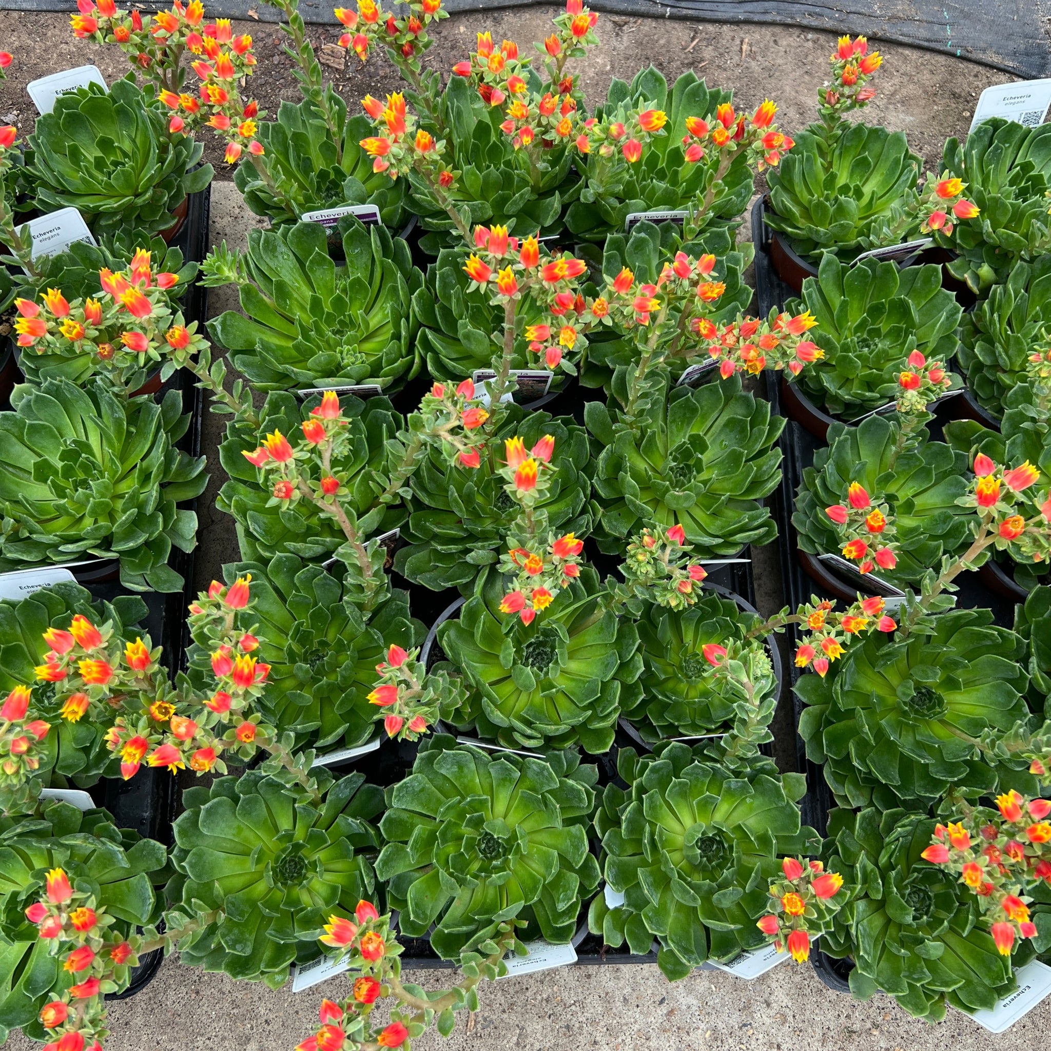 PLANT - Echeveria 10.5cm 15 per Tray (£1.45/pot)