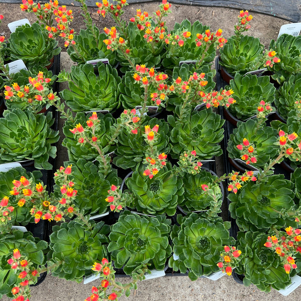PLANT - Echeveria 10.5cm 15 per Tray (£1.45/pot)