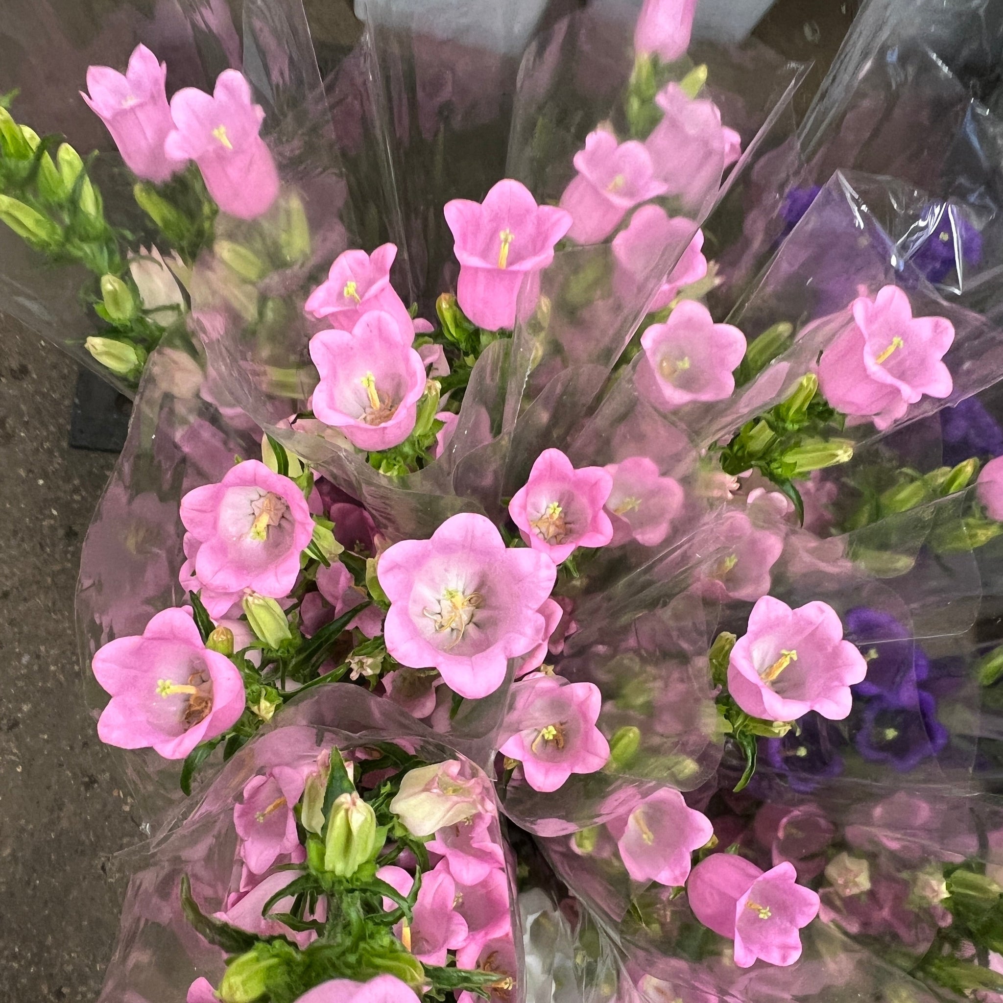 Campanula -Pink- Bunch of 10 stems
