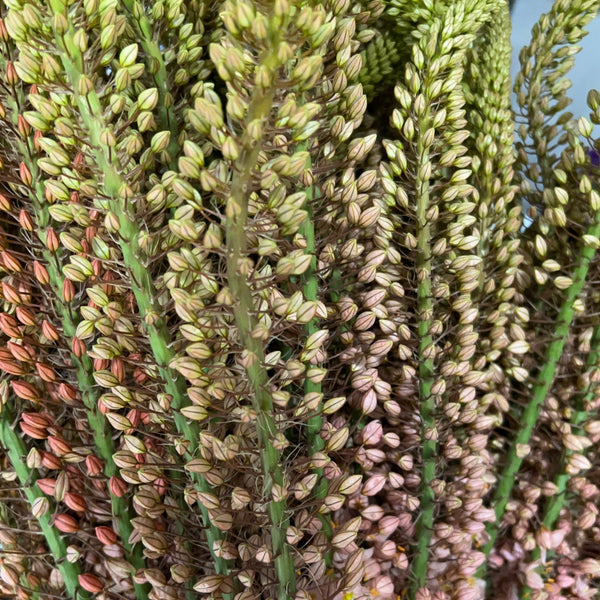 Eremurus PREMIUM - Foxtail - 5 stems