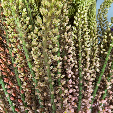 Eremurus PREMIUM - Foxtail - 5 stems