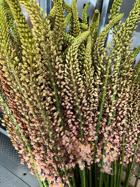 Eremurus PREMIUM - Foxtail - 5 stems