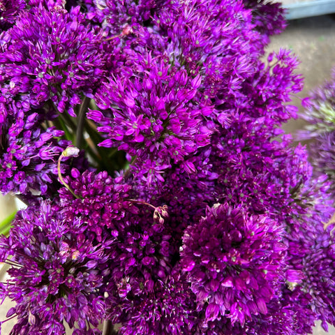 Allium - Violet Beauty -10 stems