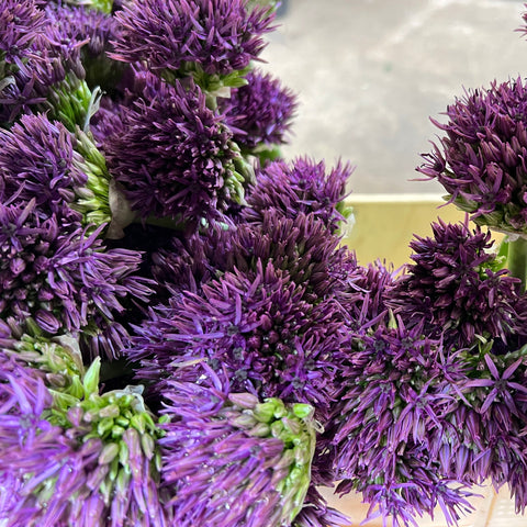 Allium - Purple Rain -10 stems