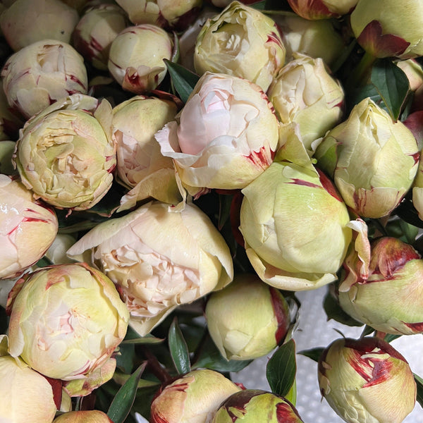 Peony - MIX GROWERS CHOICE **SPECIAL Box Offer**100 stems