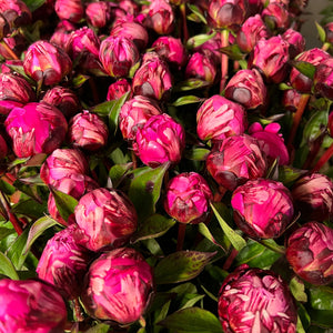 Peony - Jadwiga - Box of 100 Stems