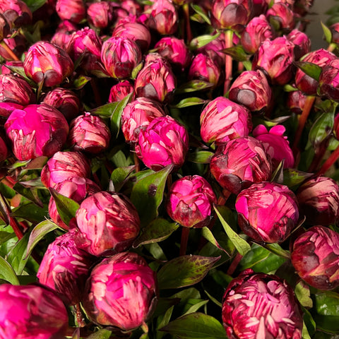 Peony - Jadwiga - Box of 100 Stems
