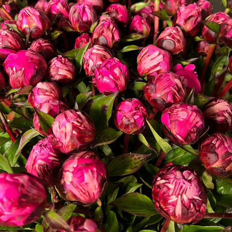 Peony - Jadwiga - Bunch of 10 Stems