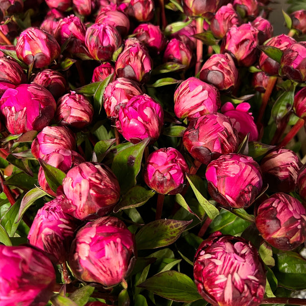 Peony - MIX GROWERS CHOICE **SPECIAL Box Offer**100 stems