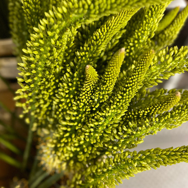 Eremurus Small - Foxtail - 10 stems