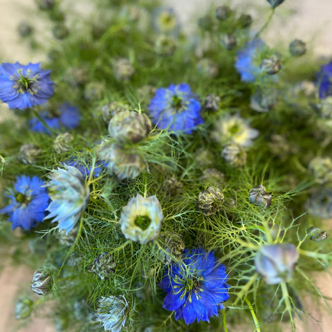 Nigella - Love In the Mist - Bundle of 5 Bunches