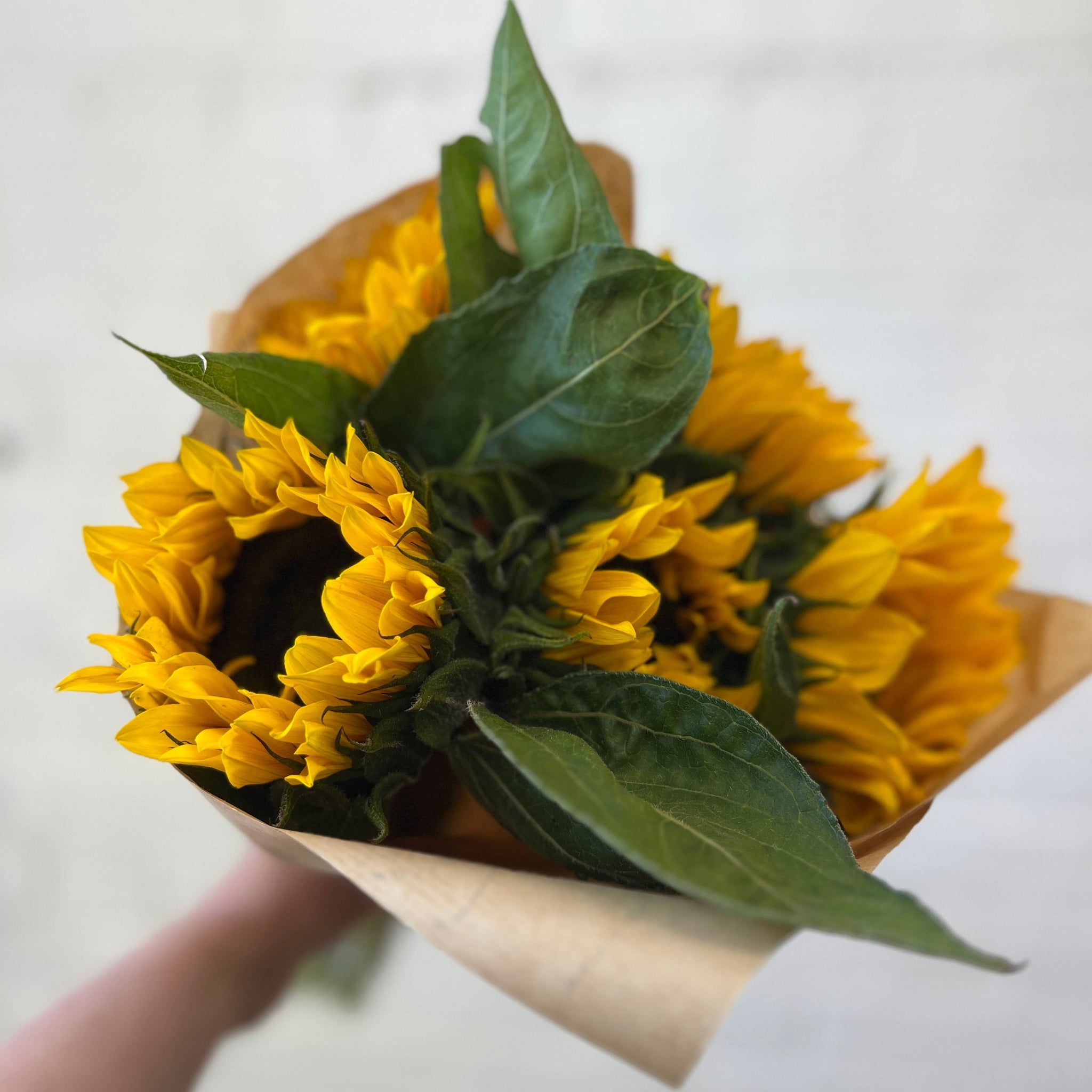 FARM SHOP FLOWERS - Sunflowers (10 x 5 stems £3)