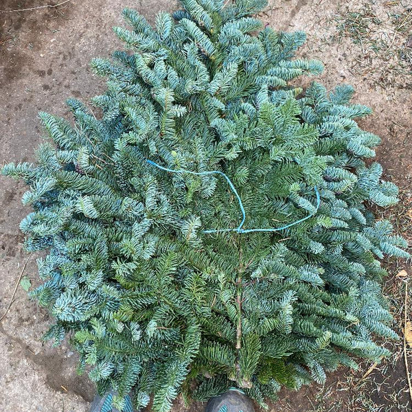 festive wreath buy online