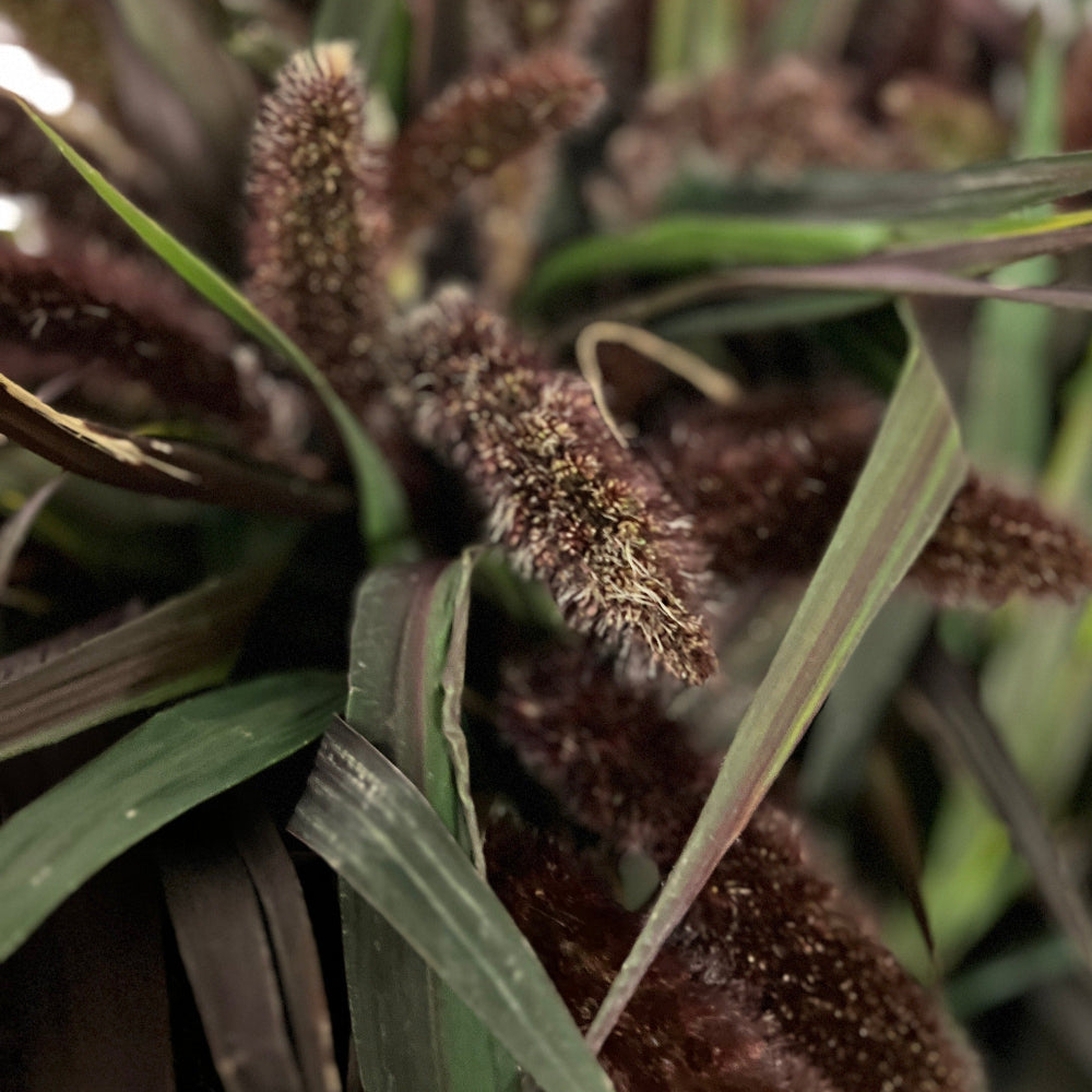 wholesale grass florist UK lincolnshire