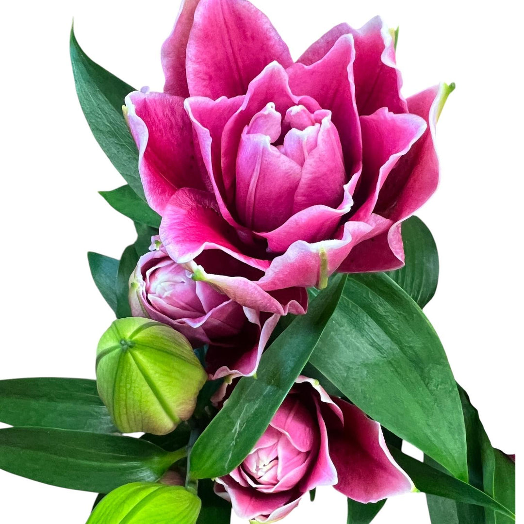 Lily **POLLEN FREE** Pink Rose Lilies -MANOUSKA x 3 stems
