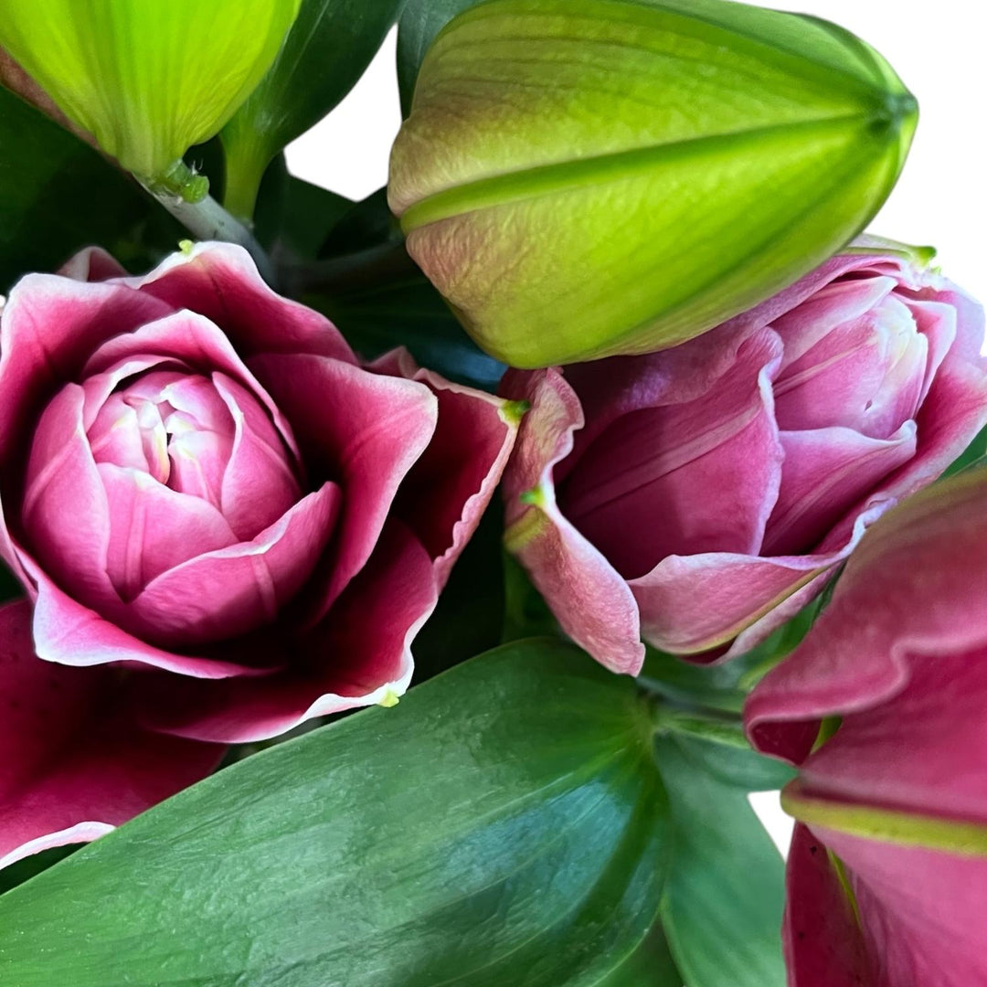 Lily **POLLEN FREE** Pink Rose Lilies -MANOUSKA x 3 stems