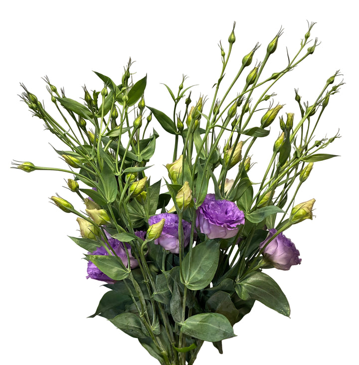 Lisianthus - LAVENDER  - 50-55cm - (5 or 10 stems)
