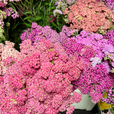 Achillea 'Berry Mix' 10 stems