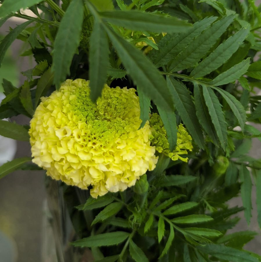 Tagetes - Marigolds mix -  Yellow / Lime / Orange  - growers handful