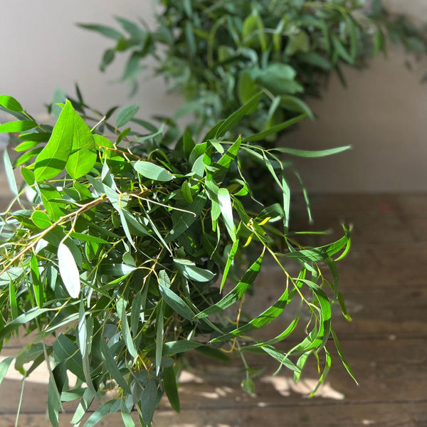 FOLIAGE Norfolk Eucalyptus Bunch BOX DEAL x 150 stems DELIVERY INC