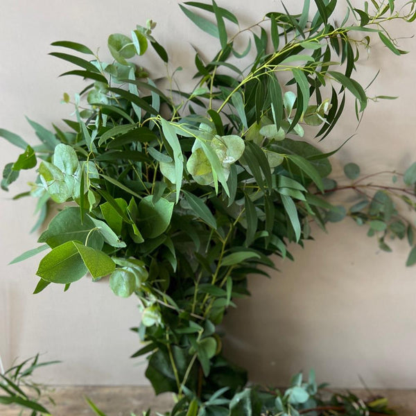 Norfolk Eucalyptus Bunch-10 stems