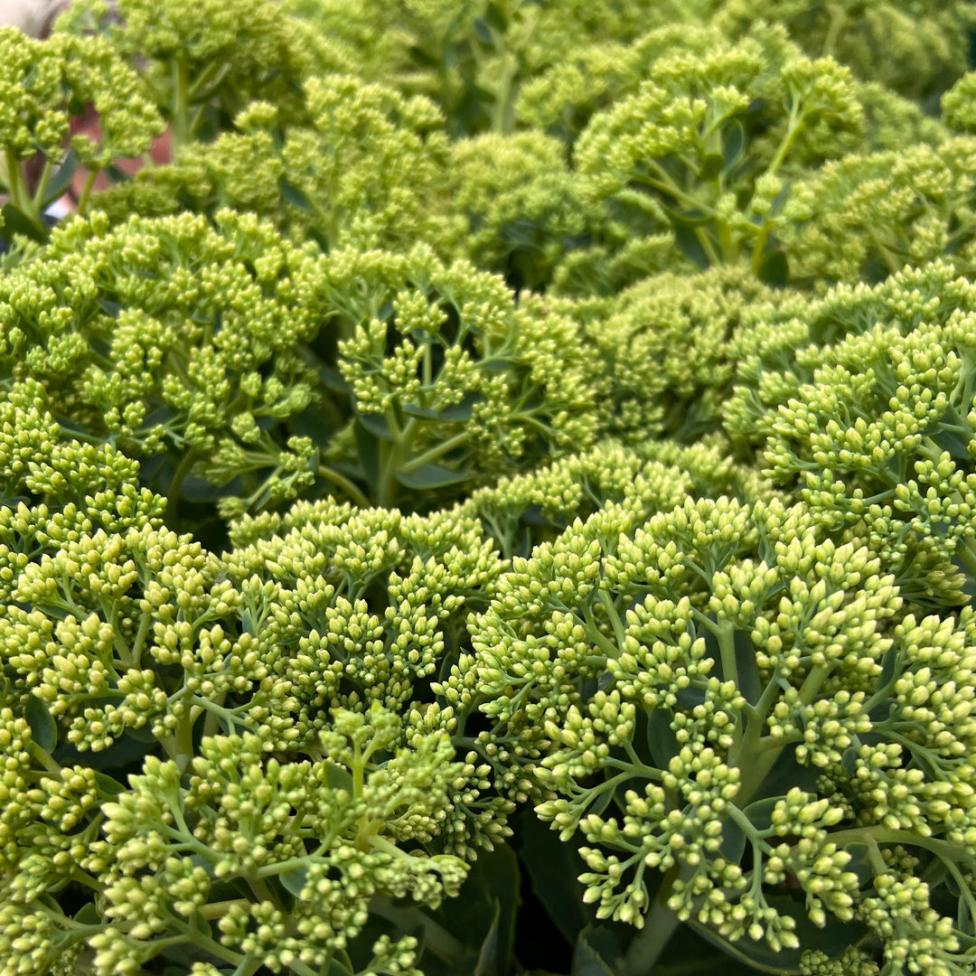 Sedum Pink x 10 stems
