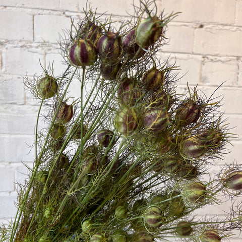 Dried - Nigella Pods - Love in a mist - Bundle of 5 bunches