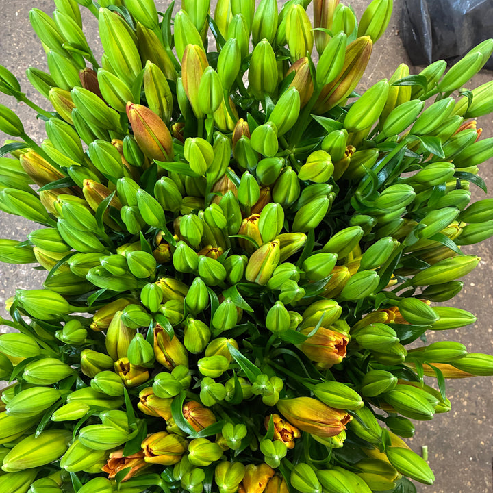 Lily - AMBER WAVE -LA Lilies - Dark Orange x 10 stems **SPECIAL OFFER**