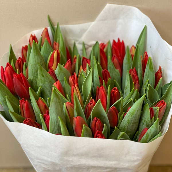 Tulip - Red - Bundle of 50 stems