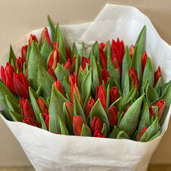 Tulip - Red EPIC- Bundle of 50 stems