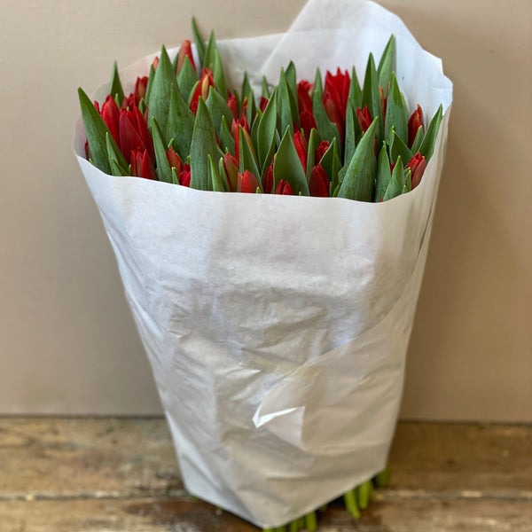 Tulip - Red STRONG LOVE- Bundle of 50 stems