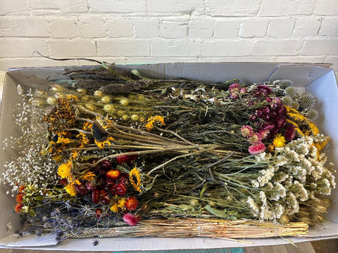 Dried Daisies Bunch / DRIED flowers UK – DRIED Limited