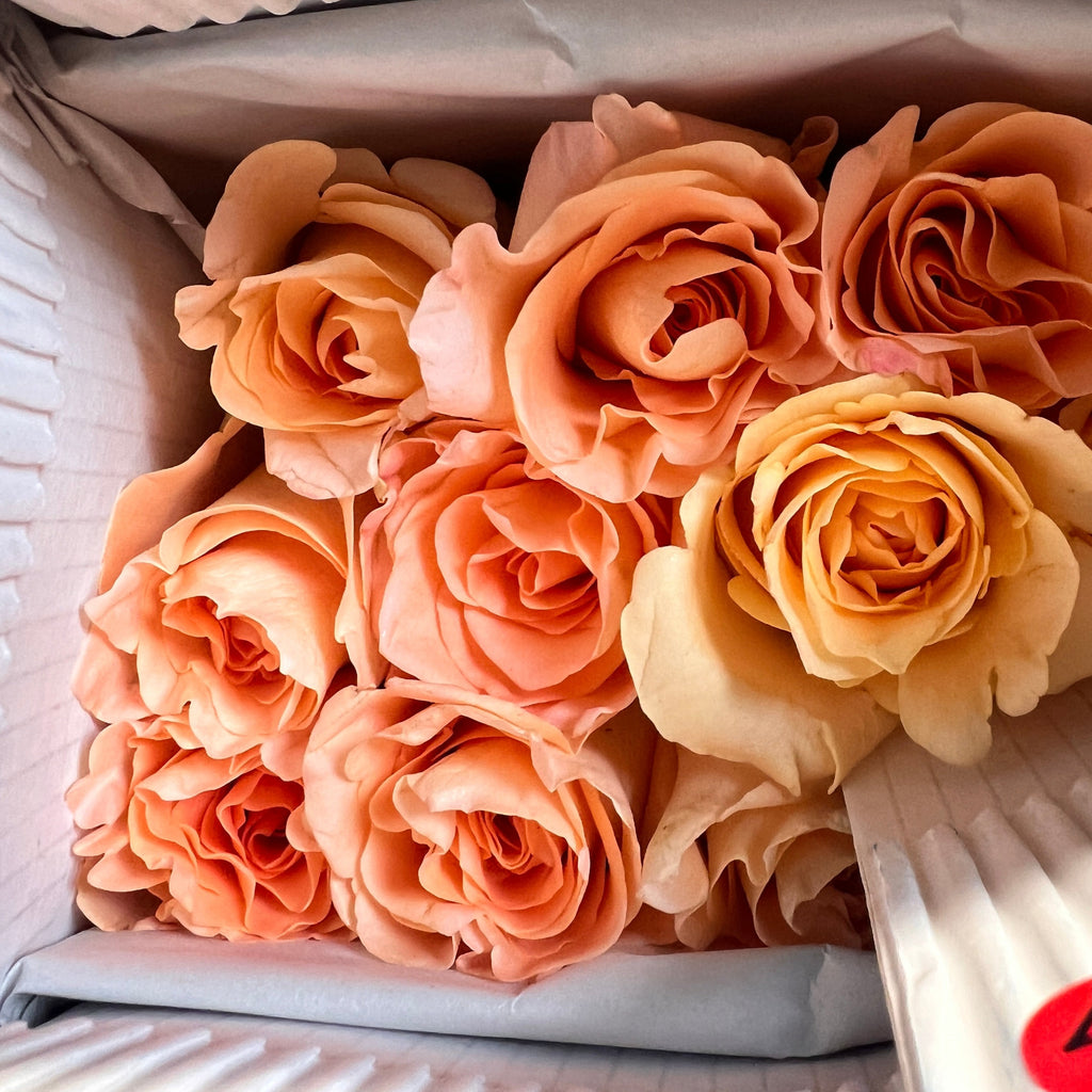 IMPORT Rose PARISIENNE Peach 50cm 10 stems British Flowers direct by