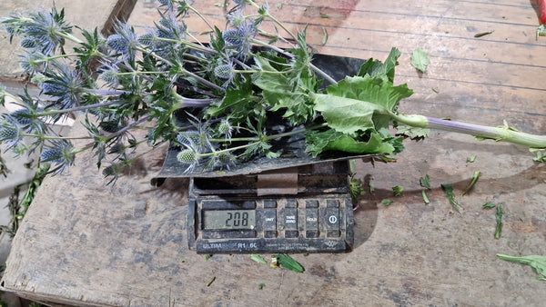 Eryngium - Blue Lagoon - MONSTER 200g x 10 stems