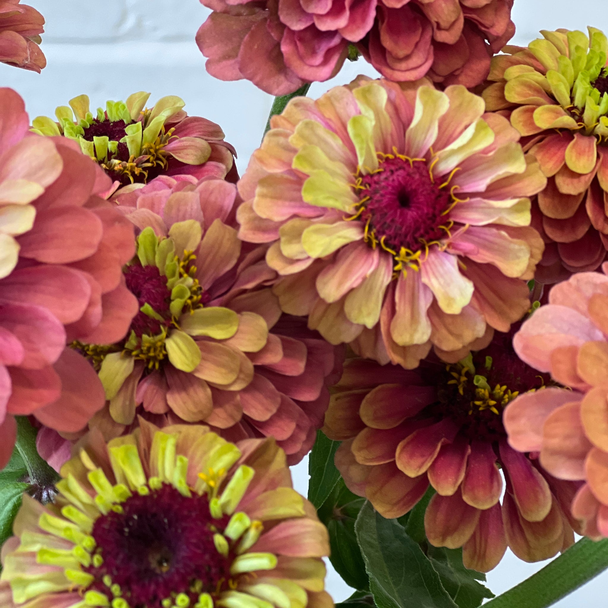 Zinnia - Autumn Queen -20 stems