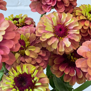 Zinnia - Autumn Queen -20 stems