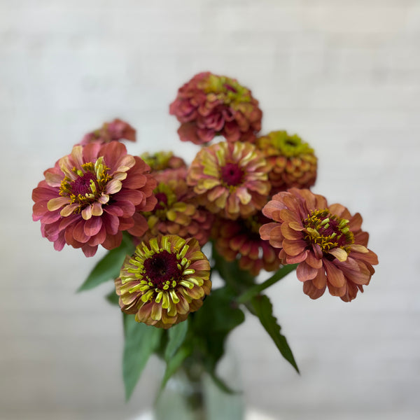 Zinnia - Autumn Queen -20 stems
