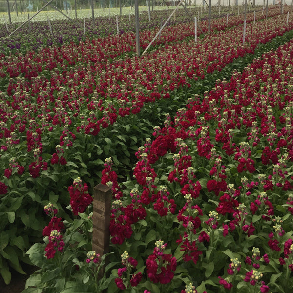 Scented Stocks-Standard Grade-20 stems-RED (69p)