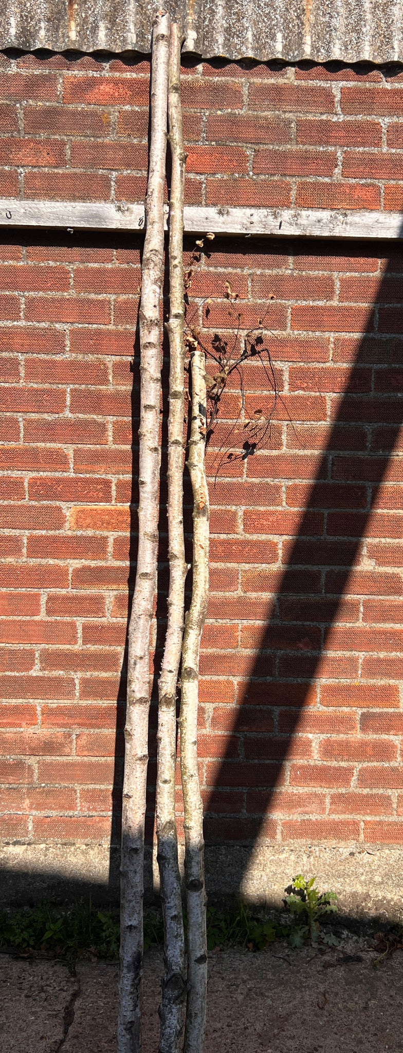 Silver Birch Arch kit - 3 pieces